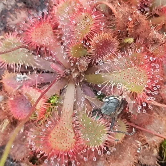 Drosera natalensis, South Africa, 30 seeds