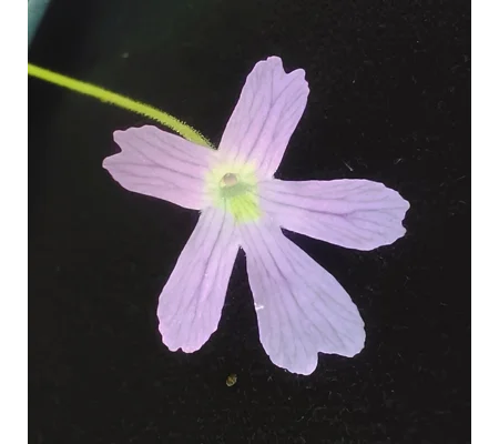 Pinguicula NIKLAS