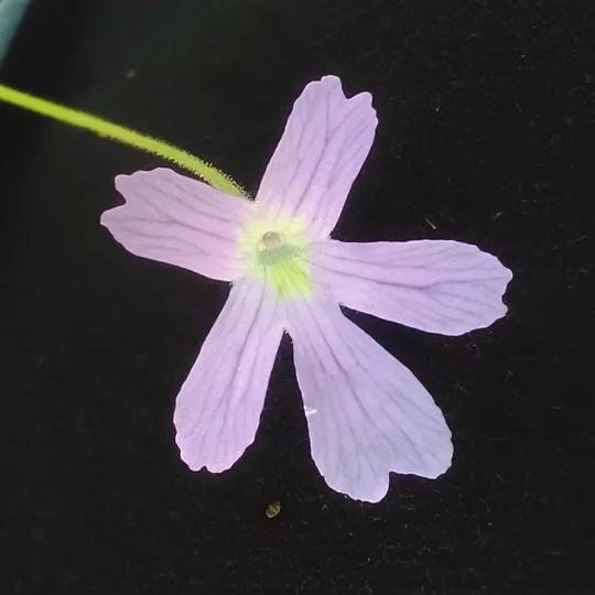 Pinguicula NIKLAS