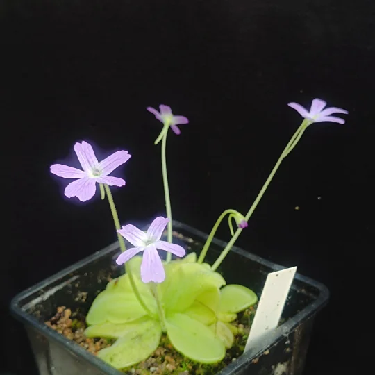 Pinguicula NIKLAS