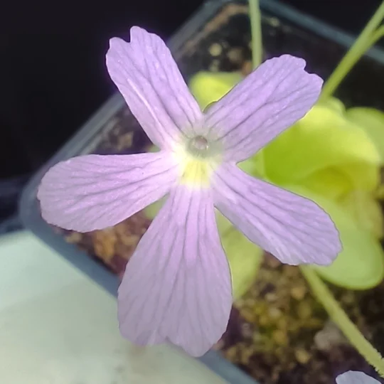 Pinguicula NIKLAS