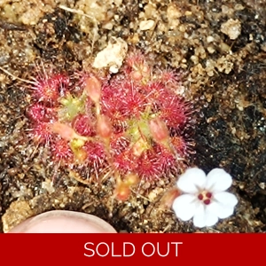 Drosera nitidula Mini B..