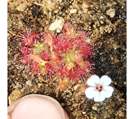 Drosera nitidula Mini Bottom form, 10+ gemmae