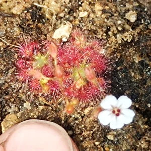 Pygmy Drosera