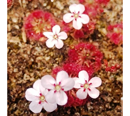 Drosera nitidula x occidentalis, 10+ gemmae
