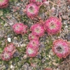 Drosera nitidula x occidentalis, 10+ gemmae