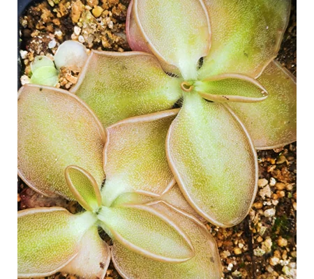 Pinguicula oblongiloba La Constitución, Michoacán