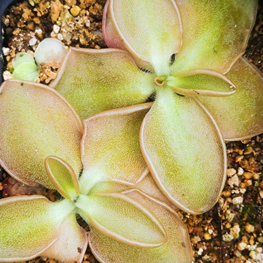 Pinguicula oblongiloba La Constitución, Michoacán