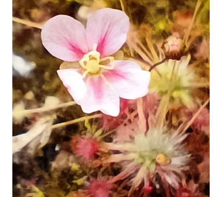 Drosera occidentalis Bermullah, 10+ gemmae