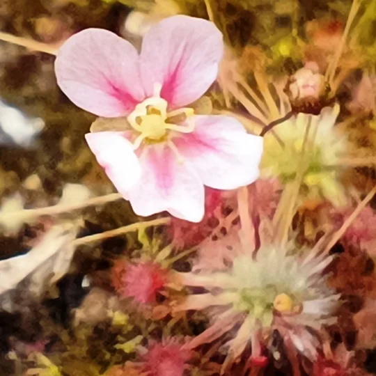 Drosera occidentalis Bermullah, 10+ gemmae