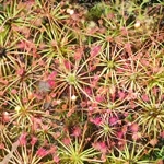 Drosera occidentalis Bermullah, 10+ gemmae
