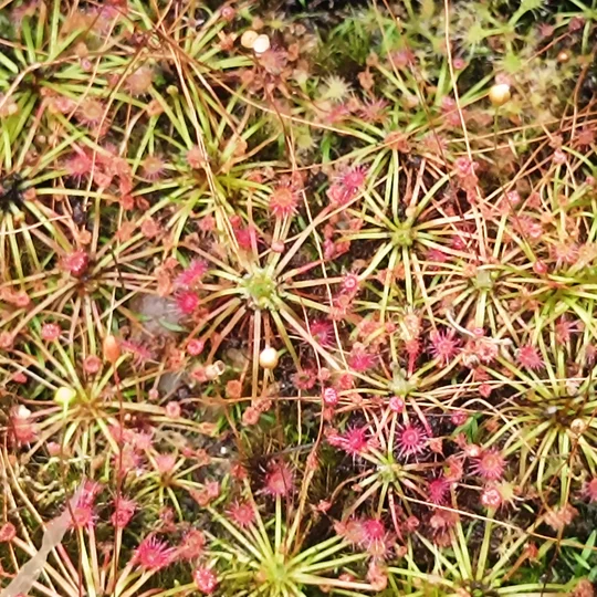 Drosera occidentalis Bermullah, 10+ gemmae