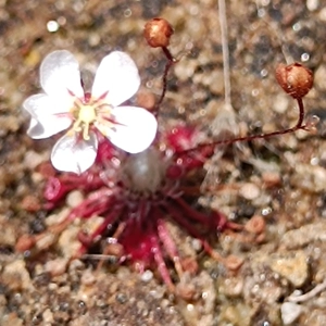 Drosera occidentalis Mo..