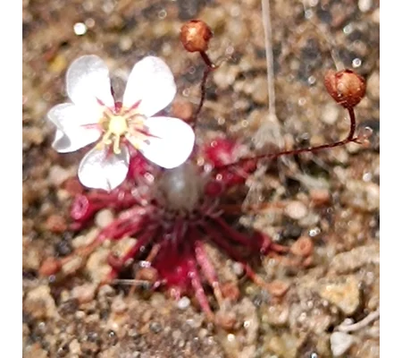 Drosera occidentalis Mount Cooke, 10+ gemmae