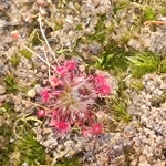 Drosera occidentalis Mount Cooke, 10+ gemmae
