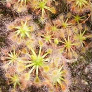 Drosera occidentalis Pink flowers red veins, 10+ gemmae