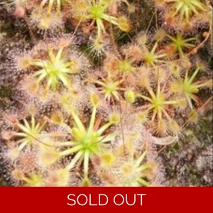 Drosera occidentalis Pi..