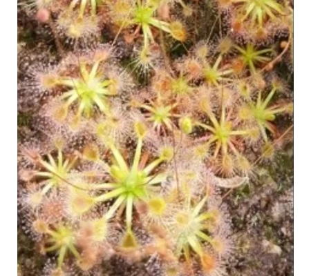 Drosera occidentalis Pink flowers red veins, 10+ gemmae