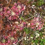 Drosera occidentalis Pink flowers red veins, 10+ gemmae