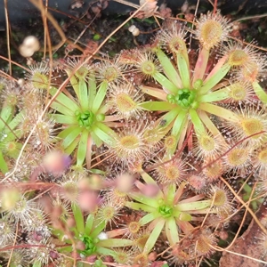 Drosera occidentalis x pulchella, 10+ gemmae