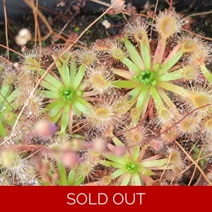 Drosera occidentalis x ..