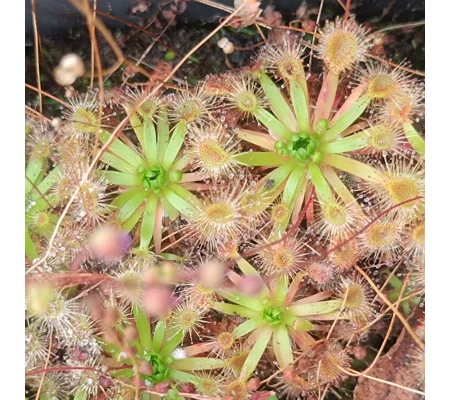 Drosera occidentalis x pulchella, 10+ gemmae