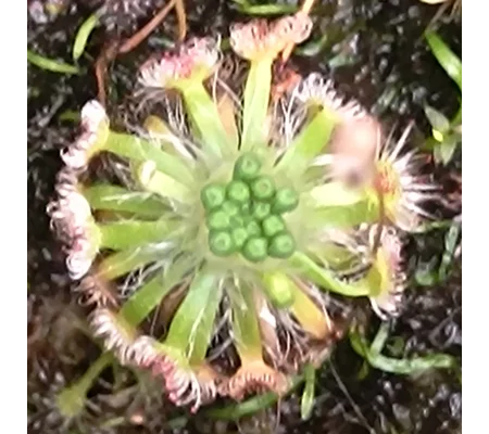 Drosera oreopodion, 10+ gemmae