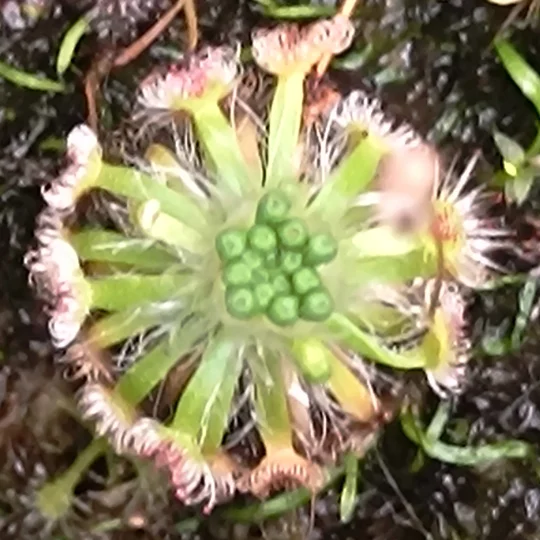Drosera oreopodion, 10+ gemmae