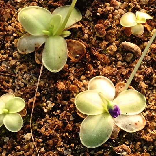 Pinguicula sp. Pachucha, Sierra de Pachuca, Hidalgo
