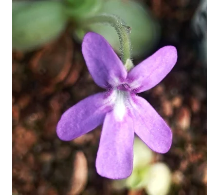 Pinguicula sp. Pachucha, Sierra de Pachuca, Hidalgo