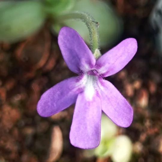 Pinguicula sp. Pachucha, Sierra de Pachuca, Hidalgo