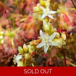 Drosera pallacea TRUE T..