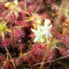 Drosera pallacea TRUE TYPE, 10+ gemmae