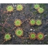 Drosera patens, 10+ gemmae