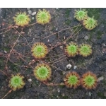 Drosera patens, 10+ gemmae