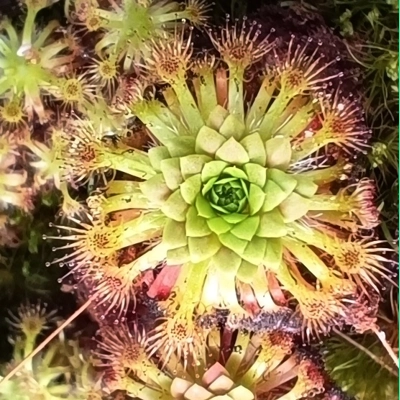 Drosera patens, 10+ gemmae