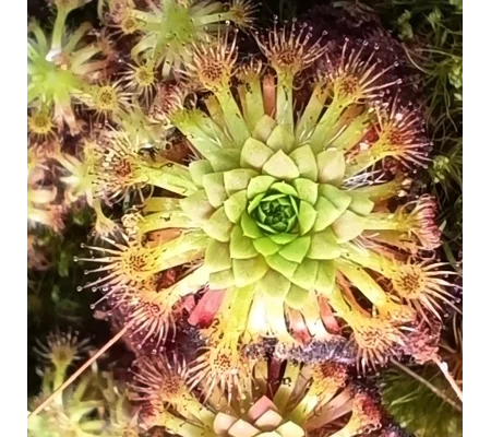 Drosera patens, 10+ gemmae