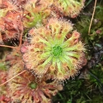 Drosera patens, 10+ gemmae