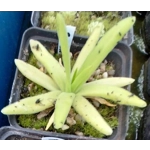 Pinguicula gigantea x moctezumae