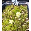 Pinguicula gracilis