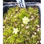 Pinguicula gracilis