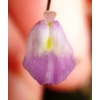 Utricularia livida Typical