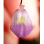 Utricularia livida Typical