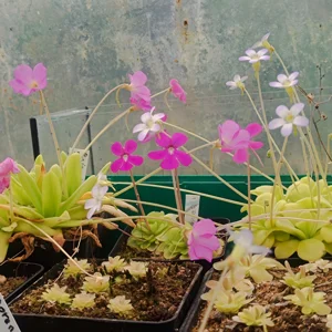 Mexican Pinguicula