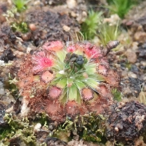 Drosera platystigma B, 10+ gemmae