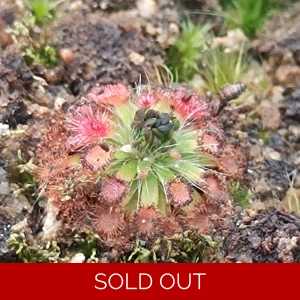 Drosera platystigma B, ..