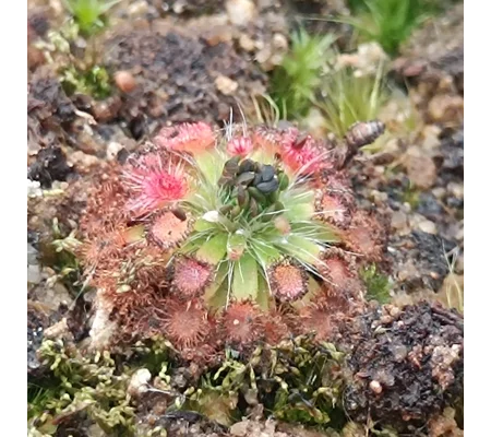 Drosera platystigma B, 10+ gemmae