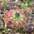 Drosera platystigma B, 10+ gemmae