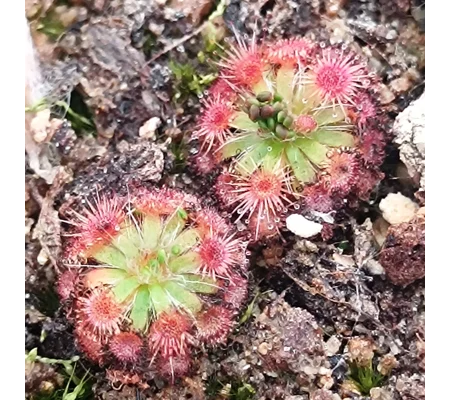 Drosera platystigma Jarrahwood, 10+ gemmae