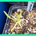 Pinguicula moctezumae